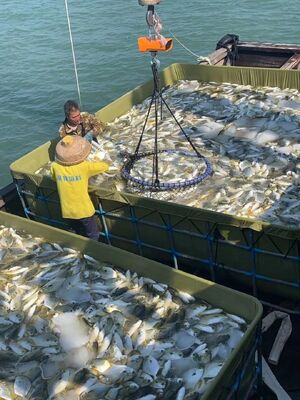 Curious about HDPE floating fish cage? Learn about its main benefits and farming capacity