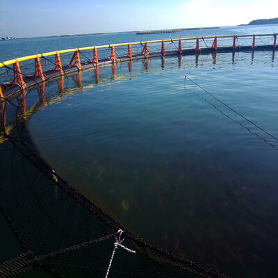 Export‑Grade Modular HDPE Fish Cage, Efficient Container Loading