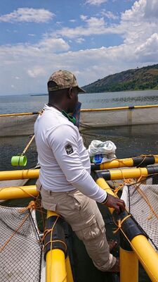 Wave-Resistant HDPE Fish Cages for High-Density Nile Tilapia Farming in Lakes;High Yield & Stable Profit